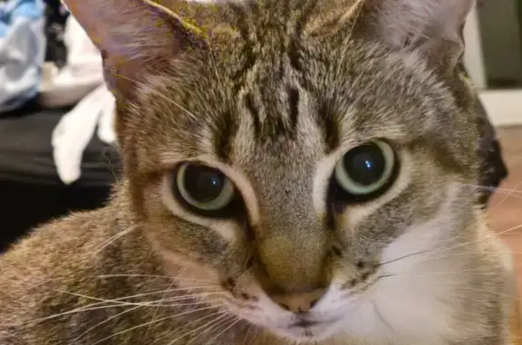 Lost Tabby Cat: Grey with Black Stripes