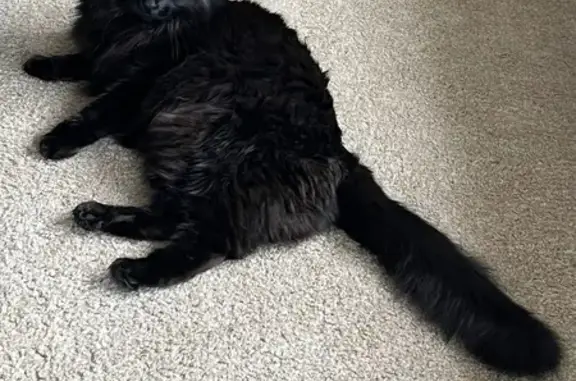 Lost: Black Cat with Green Eyes, Howell