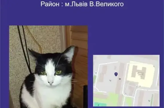 Зникла кішка на вул. В. Великого, 36, Львів
