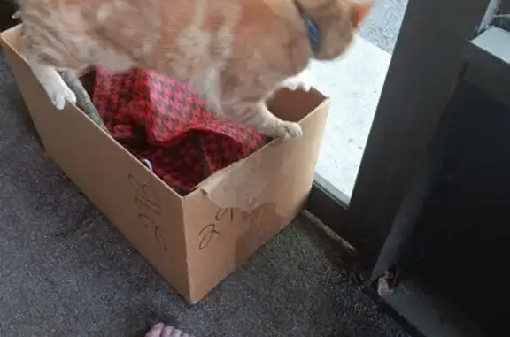Lost pets Muskegon, photo: Lost Orange Cat: Loving & Protective