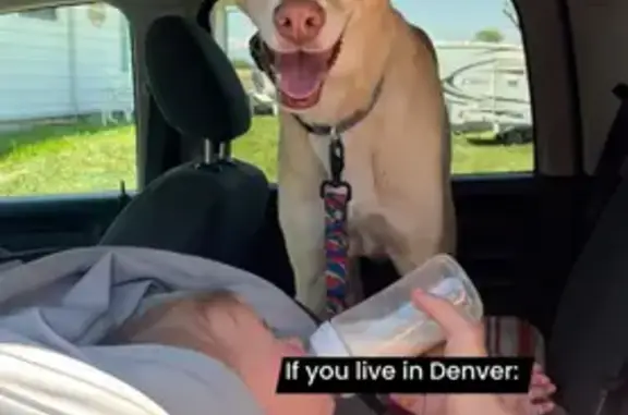 Lost Skittish Greyhound: Sky in Denver