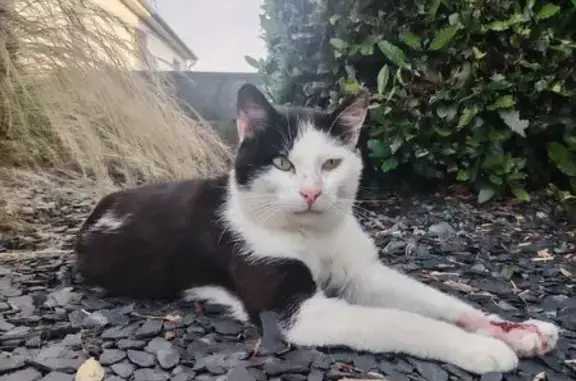 Chat trouvé Mayenne, photo: Chat noir et blanc trouvé, patte blessée
