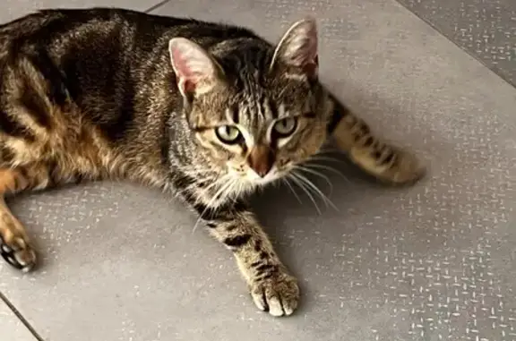 Chatte tigrée câline trouvée à Valence - photo