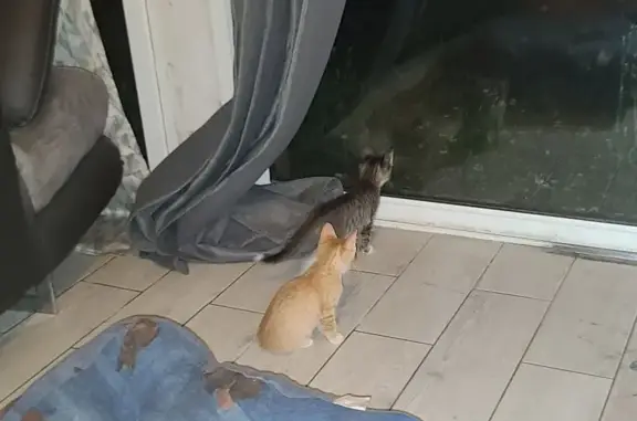 Deux chatons femelles trouvés au Haillan - photo