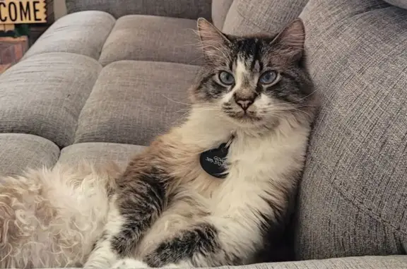 Lost Siamese Mix Cat: Georgia Ave, Ogden