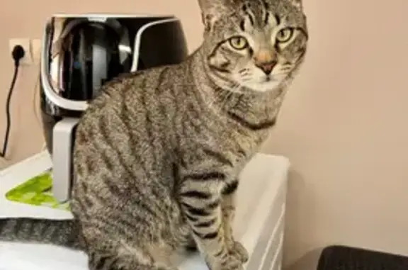 Chat européen tigré perdu à Fameck - photo