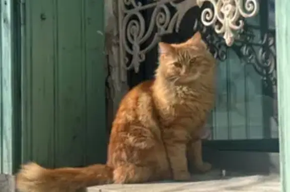 Chat roux perdu, miaulement aigu, Cavillargues - photo