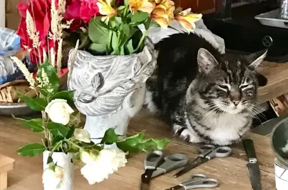 Chat tigré vieux et malade perdu à La Baule - photo