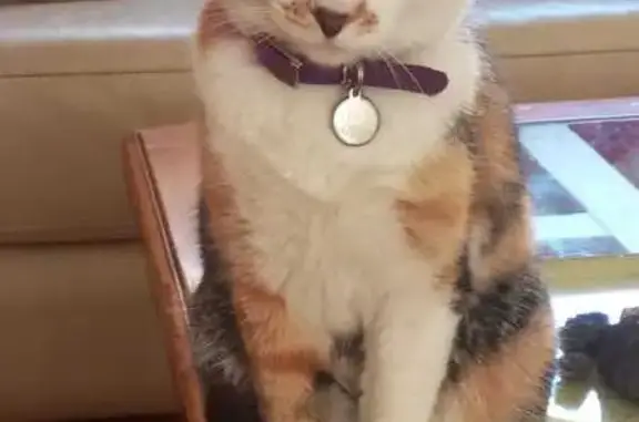 ¡Ayuda a Encontrar a Peca, Gato Perdido en Getafe!