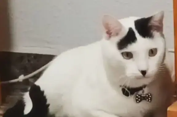 ¡Ayuda! Gato Elvis perdido en Enguera