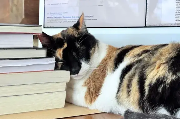 Se busca: Gato perdido en Tomares