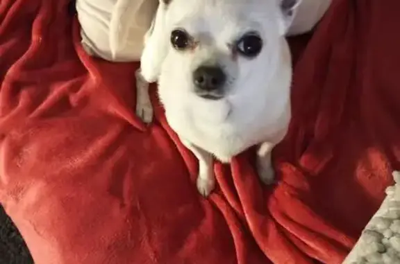 Chien perdu Toulon, photo : Chihuahua blanc perdu à Toulon, secteur Barbés