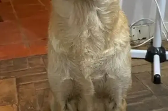 cachorro desaparecida