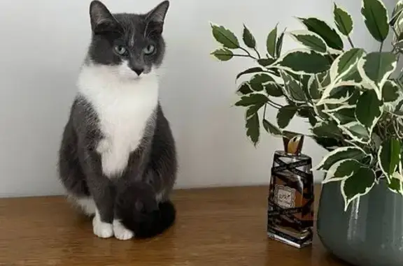 Chat perdu, Terville, photo: Chatte grise perdue, 5 ans, Rue Victor Hugo