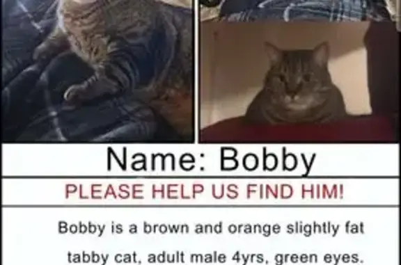 Lost 17lb Brown/Orange Tabby in Midvale