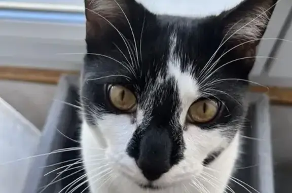 Chat perdu: blanc/noir, truffe noire, Marseille - photo