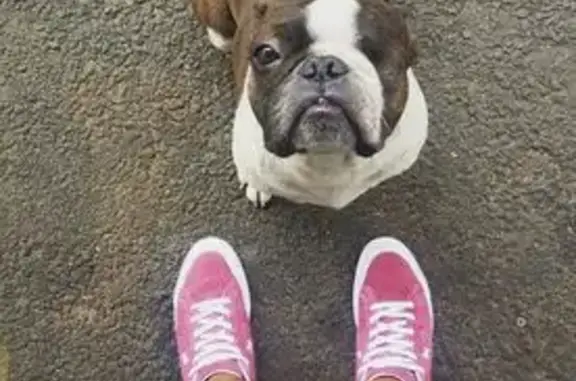 Lost One-Eyed Dog: Porto Amelia Ave