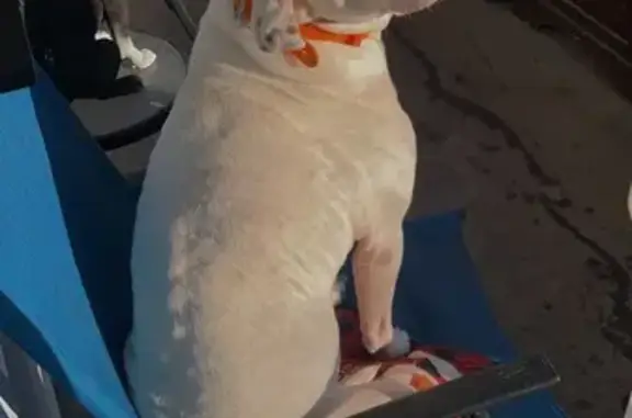 Missing dog Hamilton, photo: Lost Dog: White with Orange Collar, Hamilton