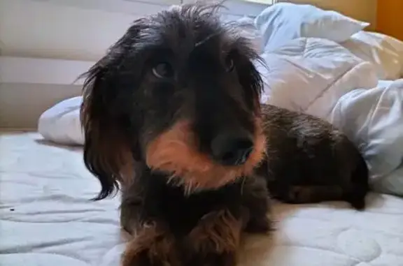Chien perdu à Châteauneuf-du-Pape - photo