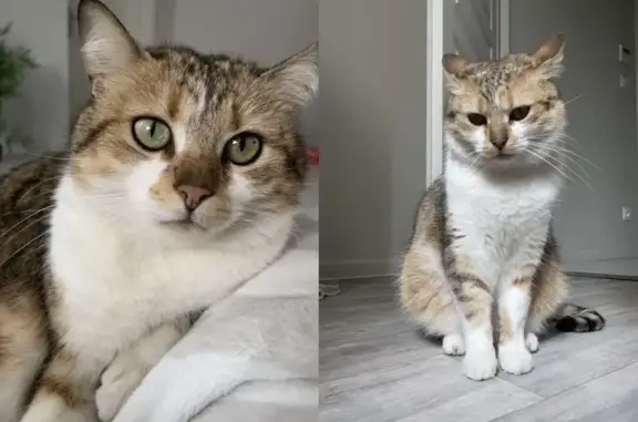 Animaux perdus , photo: Chat moyen marron/beige/blanc perdu, Sérignac