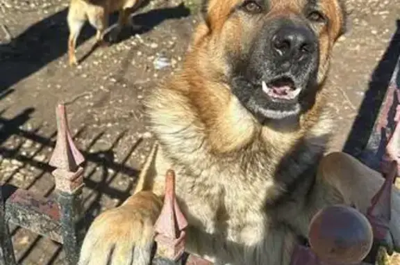 Lost Dog on South Main, Fort Worth