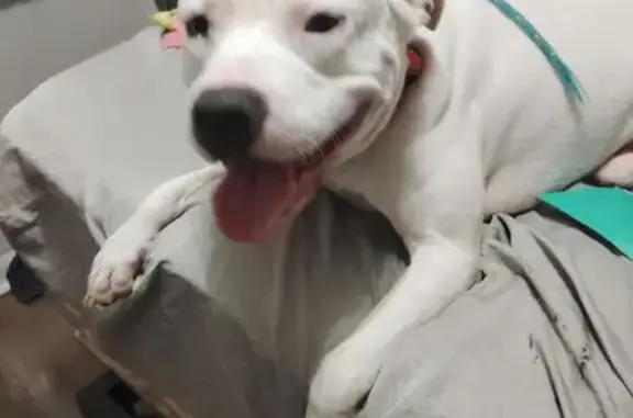 Lost Dogs: Sadie & Bradley in Indy