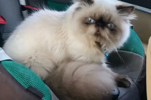 Lost Chocolate Point Cat - Lake Worth