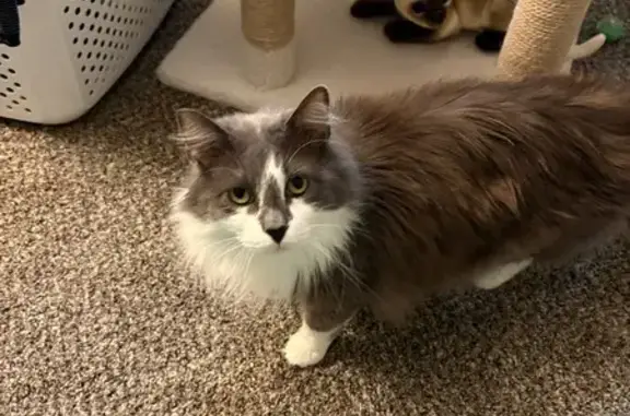 Help Find Romeo: Lost Grey & White Cat