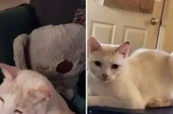 Lost Flame Point Siamese in Wake Forest