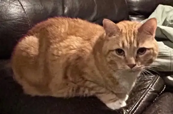Lost Orange Tabby with AirTag in SLC