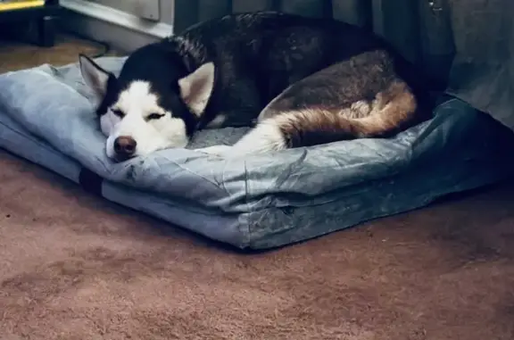 Lost Husky Named Kona in New Castle