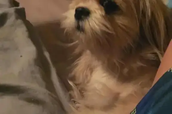 Lost Cream Shih Tzu: West Beechwood Dr