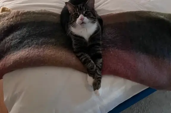 Lost Cat Near West Franklin St, Richmond