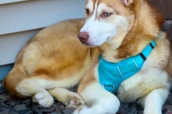 Help Find LeoBella: Shy Husky Missing