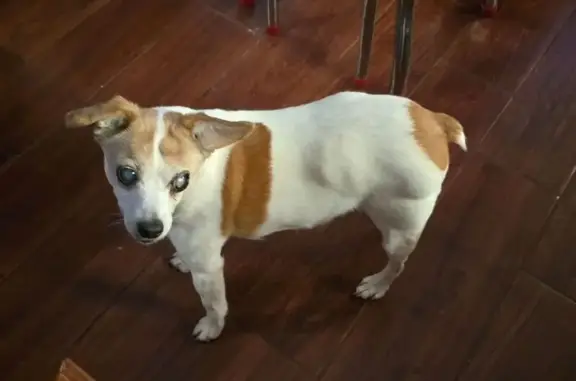 Lost Senior Dog: White/Brown, North Meridian