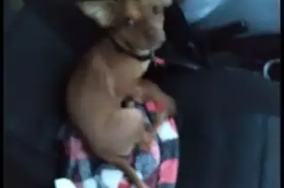 Lost Dog: Friendly Tan Pup in Portland