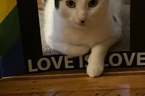 Lost Cat Winnie: White with Black Patches