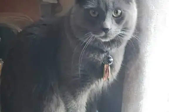Lost Grey Cat on Garfield St, Central Falls