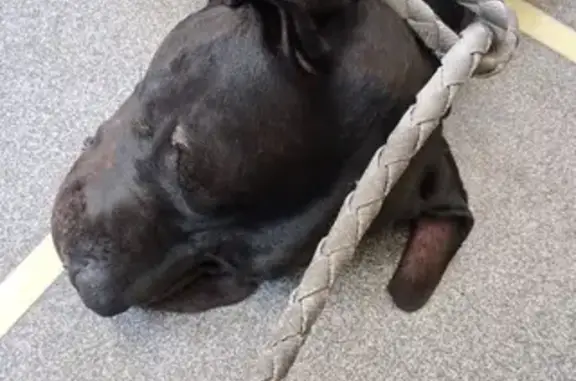 Lost Black Staff Pitbull on Imperial Hwy