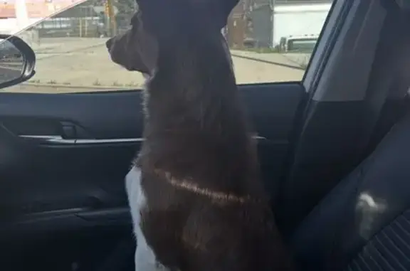 Lost: Brown & White Border Collie in Orem