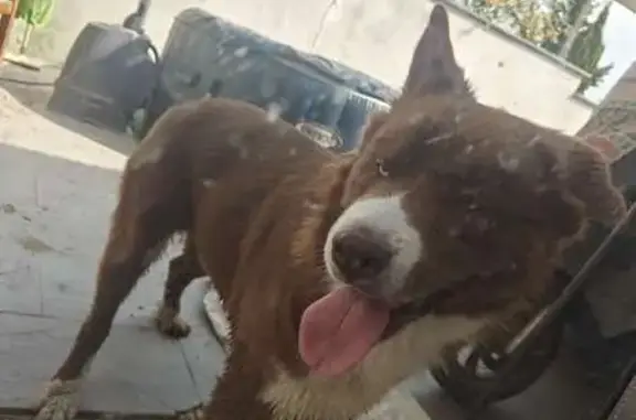 Animaux trouvés Frontignan, photo: Chien trouvé yeux vairons à Frontignan