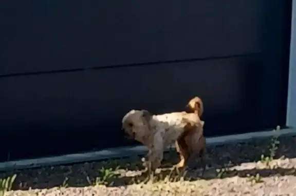 Chien trouvé Bernières-sur-Mer, photo: Chien beige trouvé Rue Nicole Denis