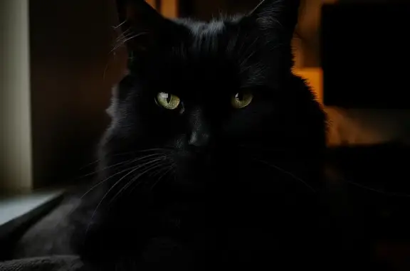 gato desaparecida