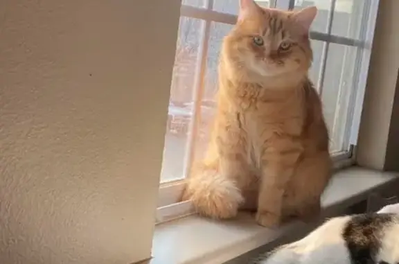 Help Find Simba: Our Beloved Cat is Lost!