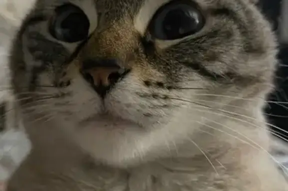 Animaux perdus , photo: Chatte siamoise perdue à Lamnay, aidez-nous !