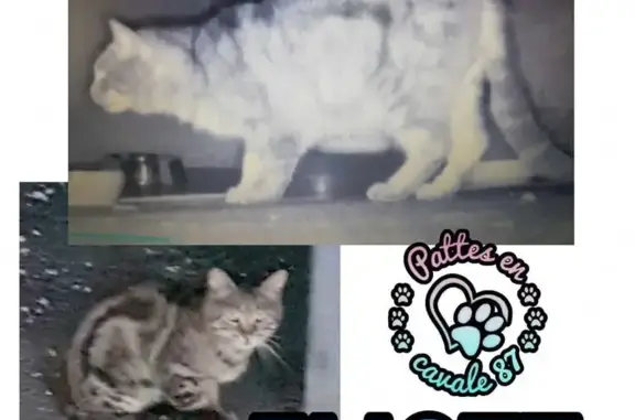 Animaux perdus Limoges, photo: Chat tigré perdu à Limoges, av. René Coty