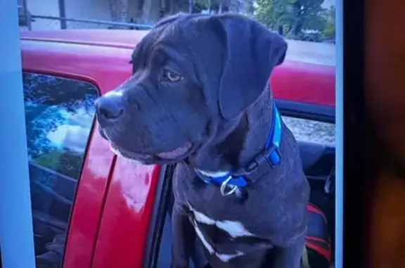 Lost Dog: Black with White Patches, San Antonio