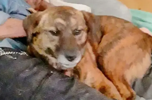 Lost Brindle Dog: Smart & Lovable on Hwy 40