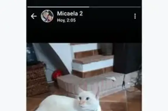 ¡Ayuda! Gata Mati Perdida en Torrox