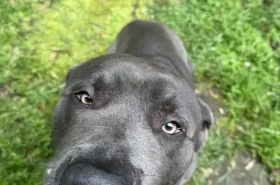 Lost Cane Corso in Lawrenceville